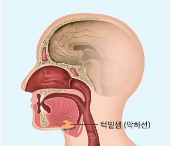 턱밑샘 (악하선)