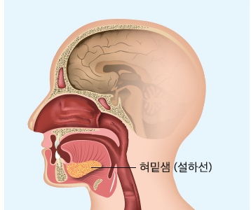 혀밑샘 (설하선)
