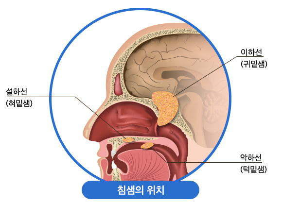침샘의 위치: 이하선, 설하선, 악하선