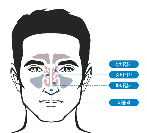 코의 구조: 상비갑개, 중비갑개, 하비갑개, 비중격